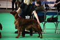 Crufts2011 066